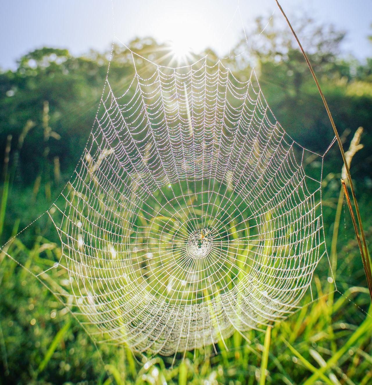 spider web on green grass during daytime